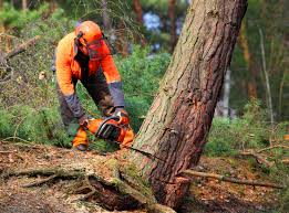 Mulching Services in Richland, GA