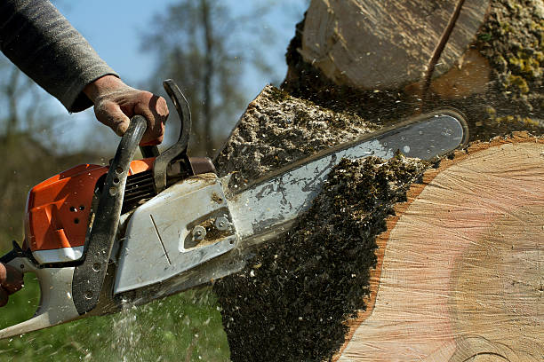 Lawn Grading and Leveling in Richland, GA